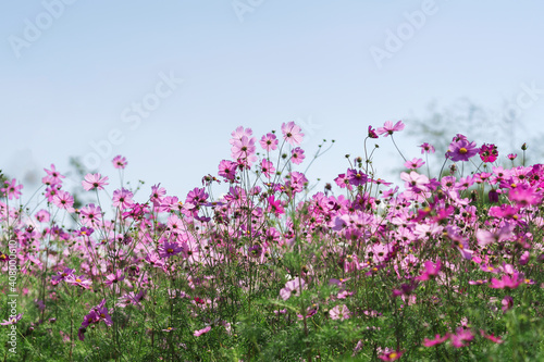 beautiful pink cosmos nature landscape with sunrise