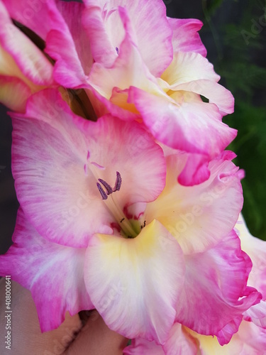 Closeup of Pink and yellow Gladiolus flowers