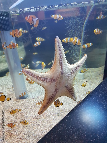 starfish and clownfishes on the aquarium