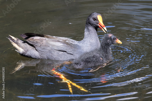 Australian Dusky Moorhen feeding chick photo