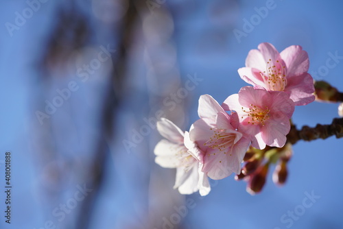 Light Pink Flowers of Cherry 'Kawazu-zakura' in Full Bloom 