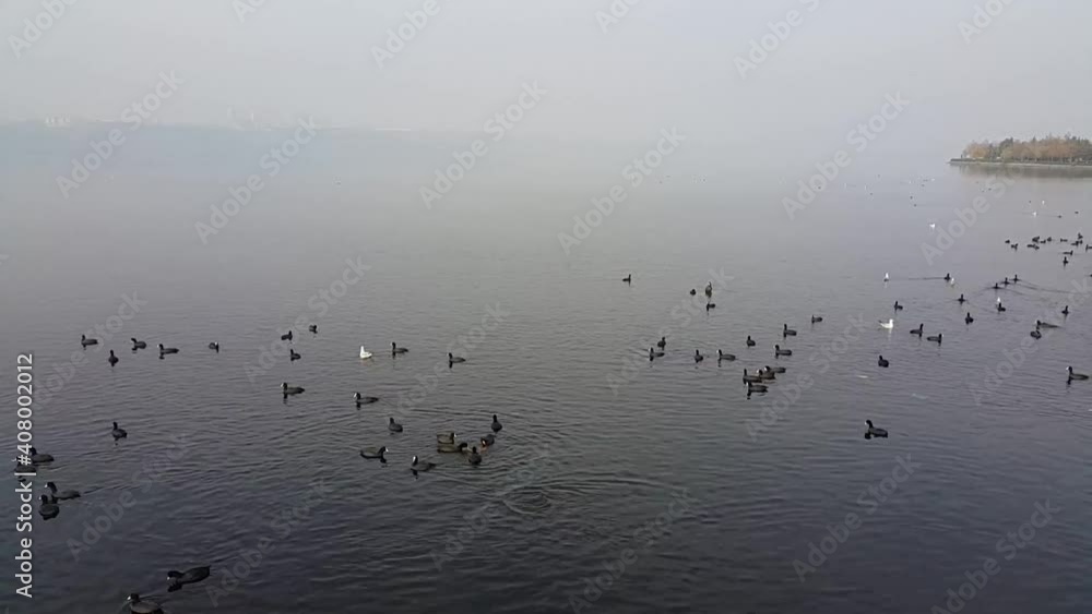 Birds flying over the lake Birds flying over the lake
