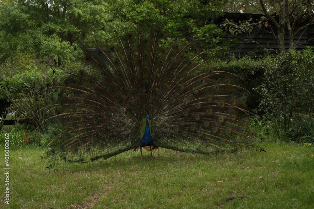 Obraz premium peacock with feathers out