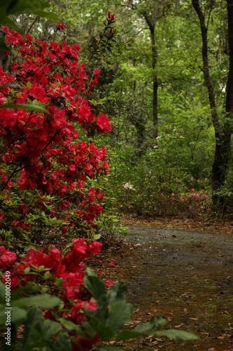 red flowers in the forest