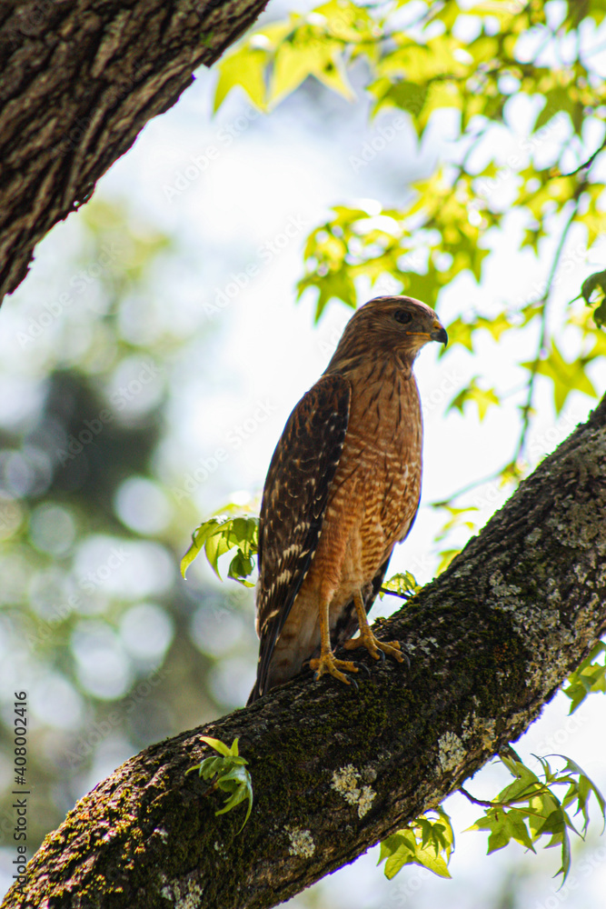 Hawk Hawk