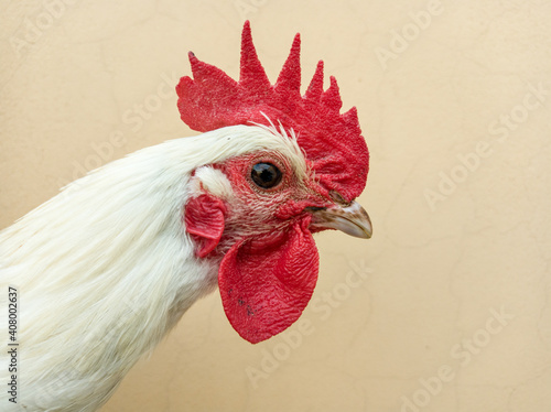 White rooster head close up. Chicken crest or comb.