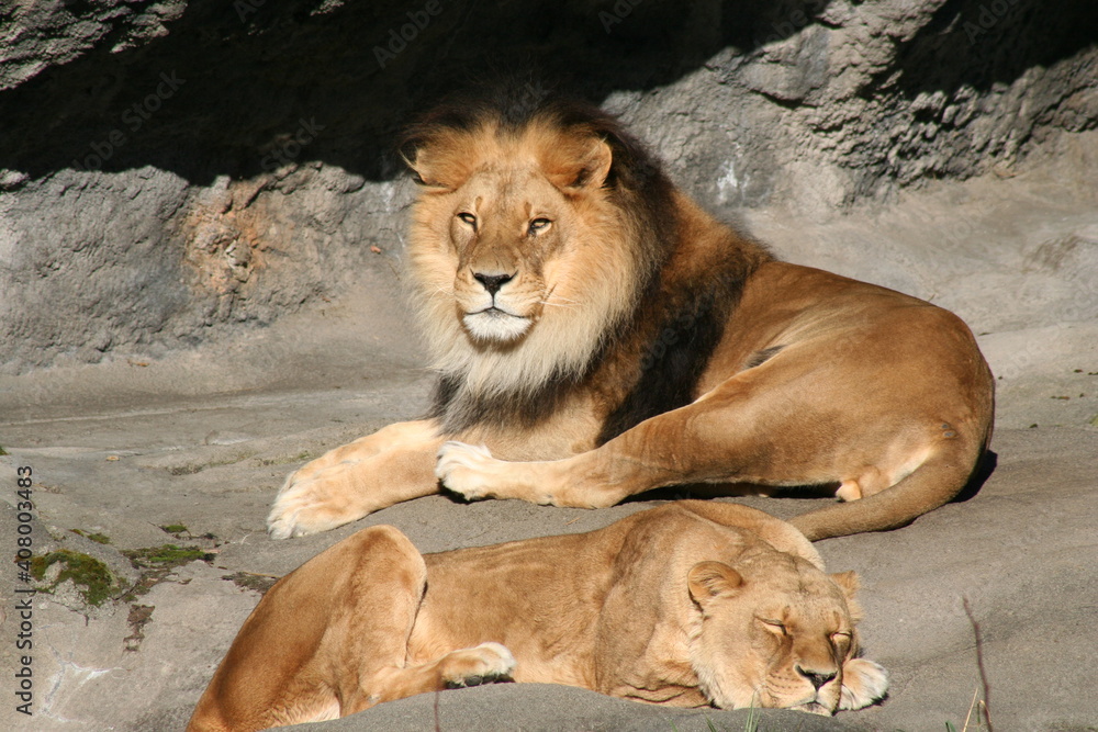 Obraz premium lion and lioness