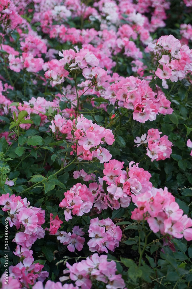 Spring flowers. Blooming season. Spring flowers. Blooming season.