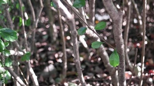 Peaceful view of medicinal green leaves of Ehretia microphylla, also known as Fukien tea tree or Philippine tea tree. Shadows of people passing by create a beautiful background. photo