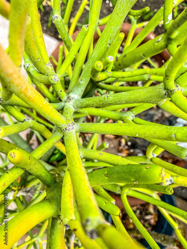 close up succulent plant