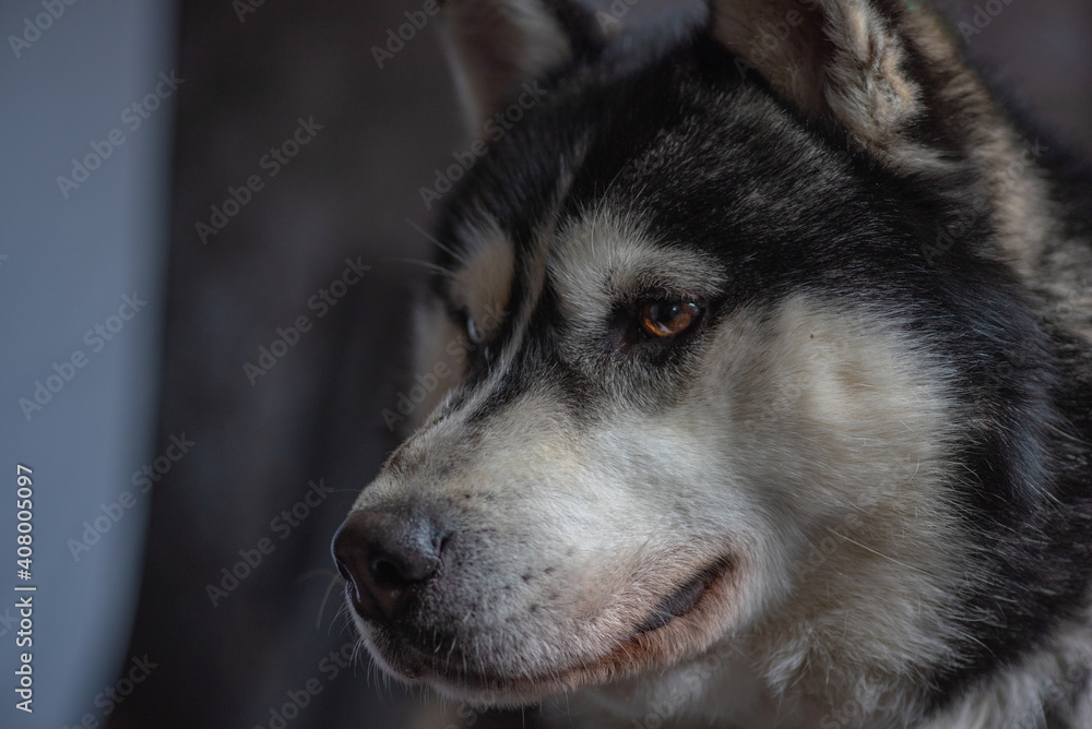 Portrait of a Siberian husky close-up on a dark background. Portrait of a Siberian husky close-up on a dark background.