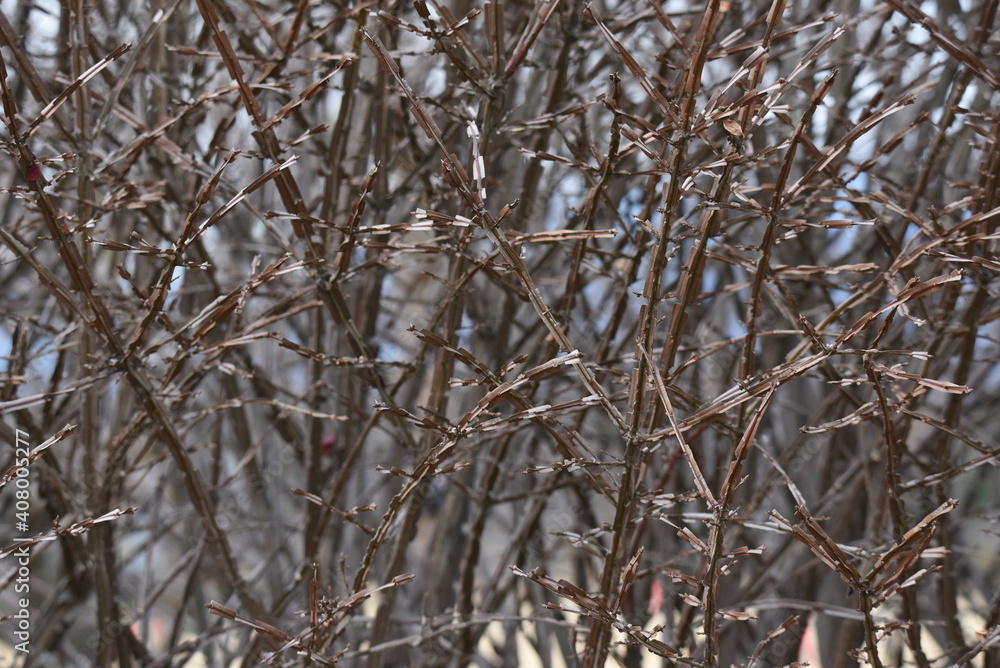 Fototapeta premium Euonymus alatus wings (Winged spindle tree)