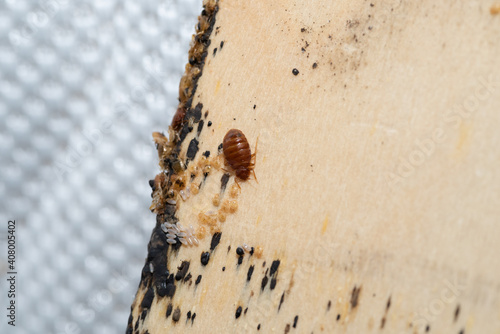 Bed bugs, Bedbug eggs, blood and larvae on a timber bed slate