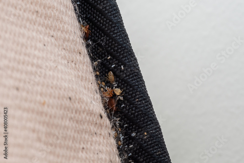 Bed bugs and eggs on the seam of a bed mattress