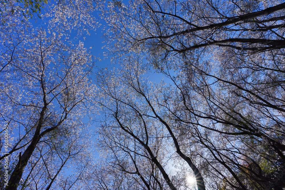 世界遺産「鬼ヶ城」桜の道 ローアングル(三重県熊野市) 世界遺産「鬼ヶ城」桜の道 ローアングル(三重県熊野市)