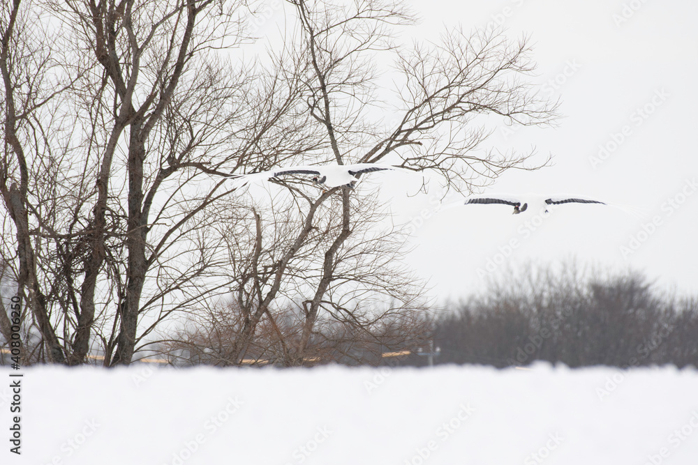 Pair of red-crowned cranes coming flying Pair of red-crowned cranes coming flying
