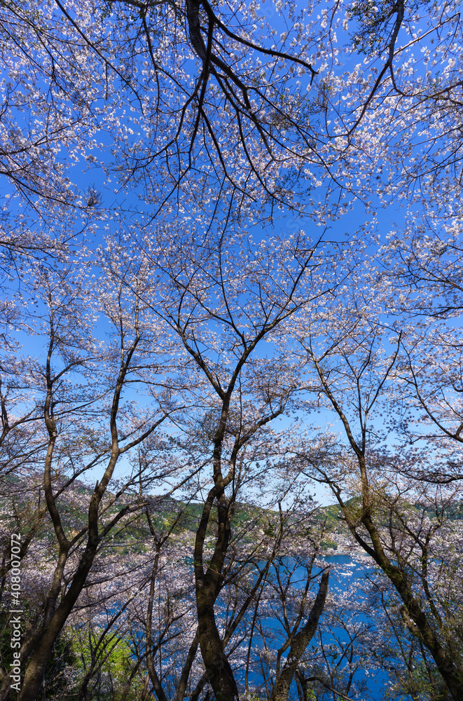 世界遺産「鬼ヶ城」桜の道　ローアングルその２（三重県熊野市）