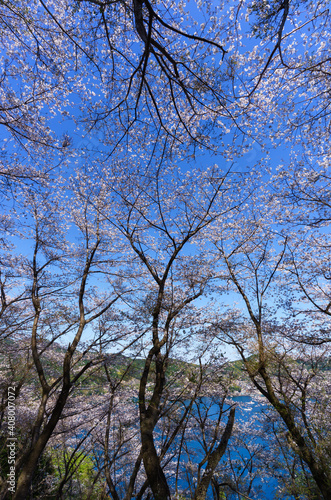 世界遺産「鬼ヶ城」桜の道　ローアングルその２（三重県熊野市）