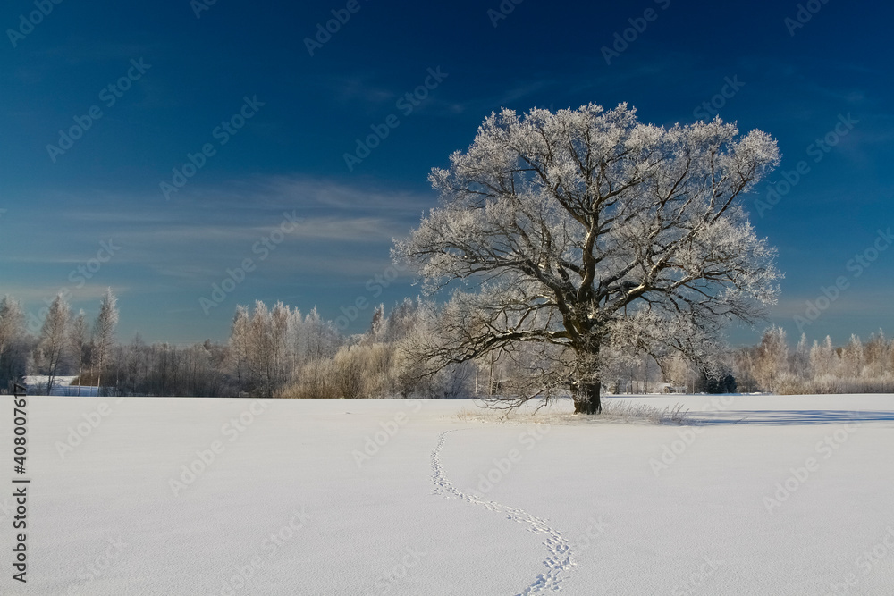 A lonely tree in the middle of a field on a frosty winter day. The branches of the tree are richly covered with frost that glistens in the sun A lonely tree in the middle of a field on a frosty winter day. The branches of the tree are richly covered with frost that glistens in the sun