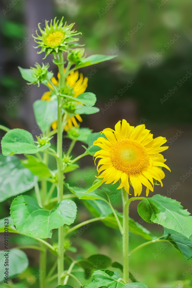 Sunflower in the garden with nature blur background Sunflower in the garden with nature blur background