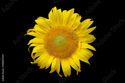 Sunflower isolated on black background with clipping path included