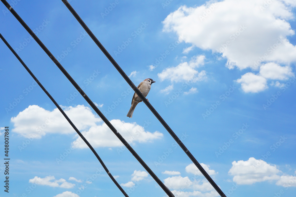 This bird perched on the electric wire. This bird perched on the electric wire.