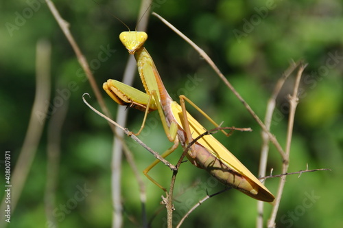 praying mantis on branch