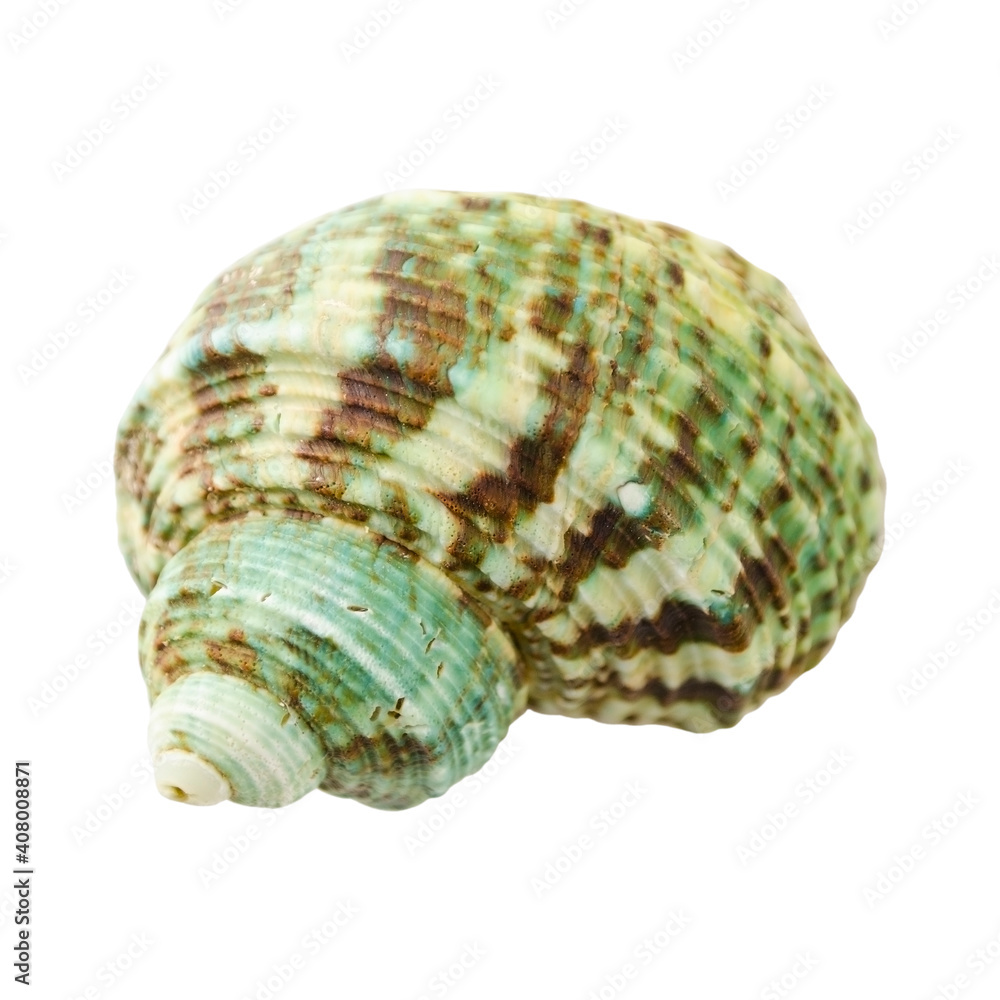 Seashell isolated on a white background without shadow