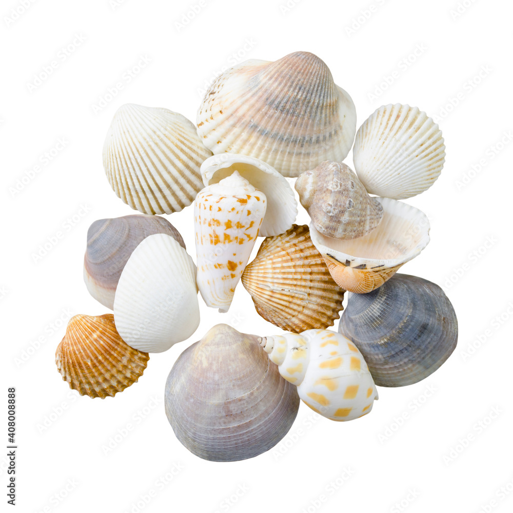 Seashells isolated on a white background without shadow Seashells isolated on a white background without shadow