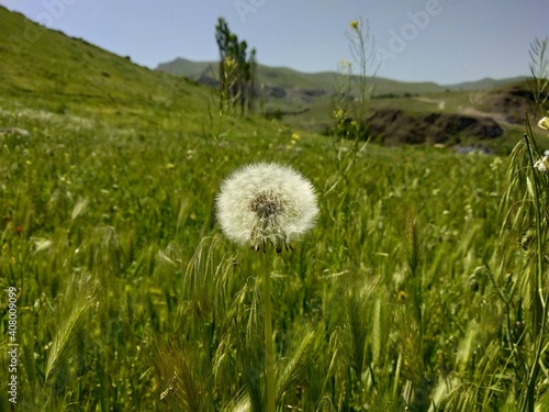 dandelion in the grass