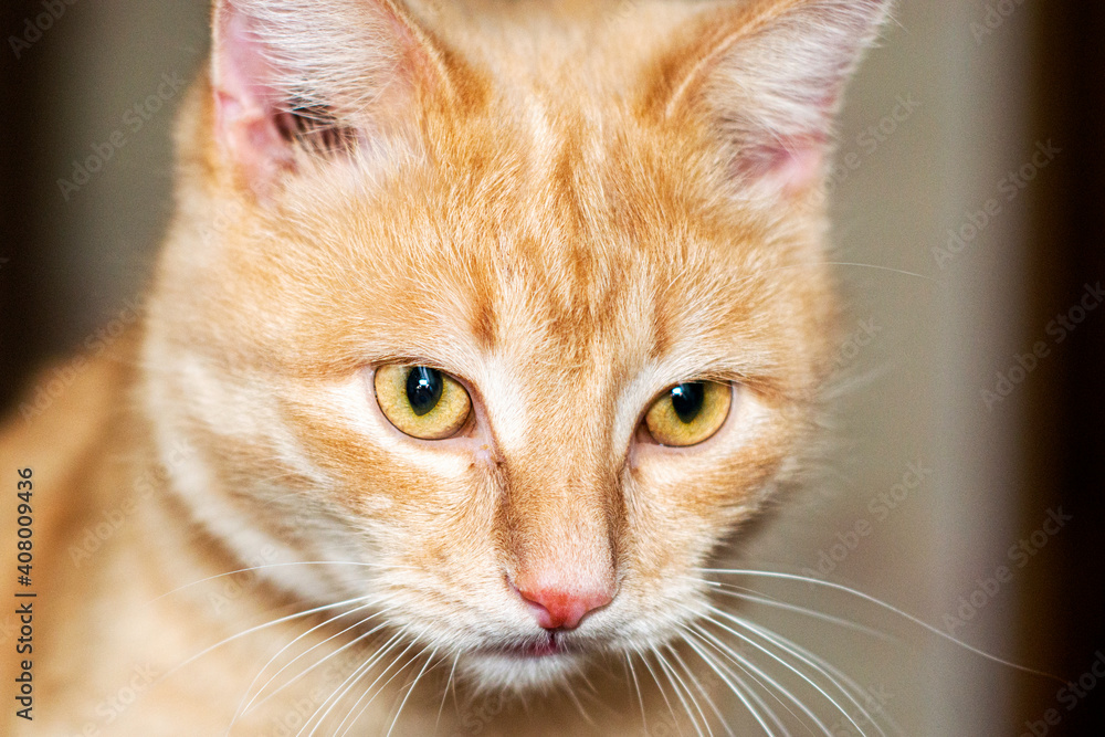 red cat sitting in the room close up red cat sitting in the room close up