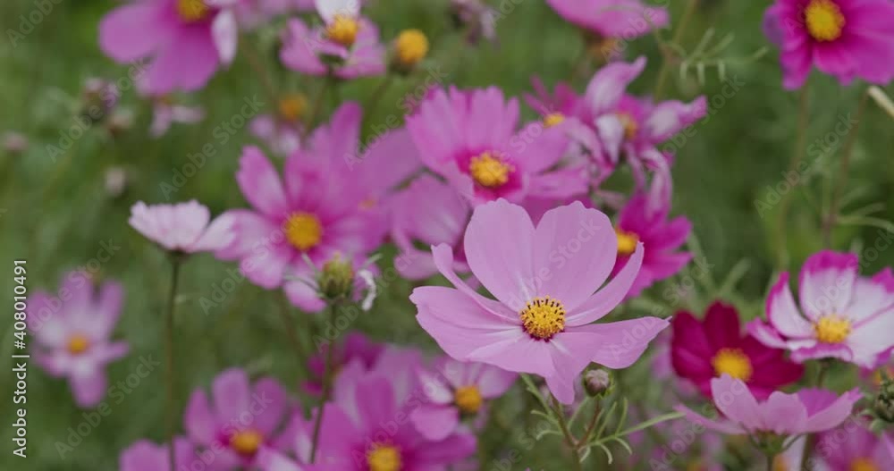 Beautiful cosmos flower garden farm Beautiful cosmos flower garden farm