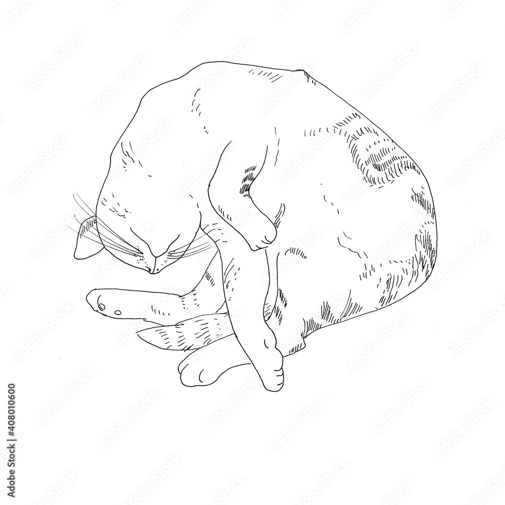 Sleeping cat. Black and white drawing. Illustration for a postcard ...