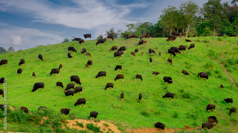 herd of gaur (bos gaurus) grazing on a hill in the restricted forest of Thailand. herd of gaur (bos gaurus) grazing on a hill in the restricted forest of Thailand.