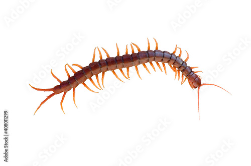 Scolopendra heros isolated from white background.