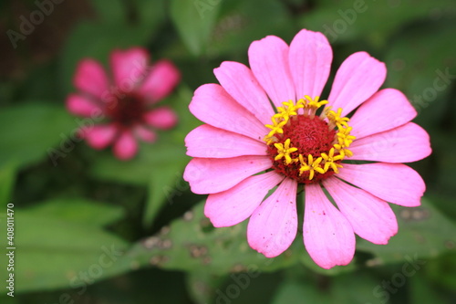 Pink Red Flower Bloom Beautiful Nature
