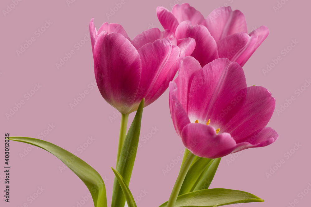 Fototapeta premium Drei rosa Tulpen mit rosa Hintergrund