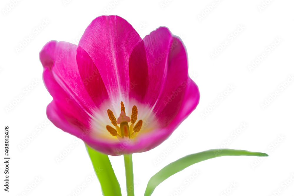 Fototapeta premium Tulpe Einzelblüte pink