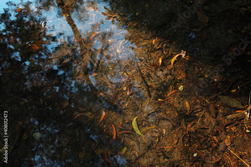 Fototapeta Naklejka Na Ścianę i Meble -  leaves in the water floating in the river