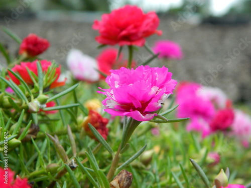 pink flowers in the garden