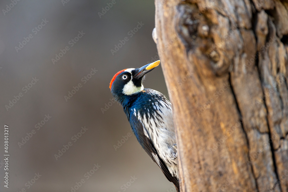 Acorn Woodpecker in Southern Arizona Acorn Woodpecker in Southern Arizona
