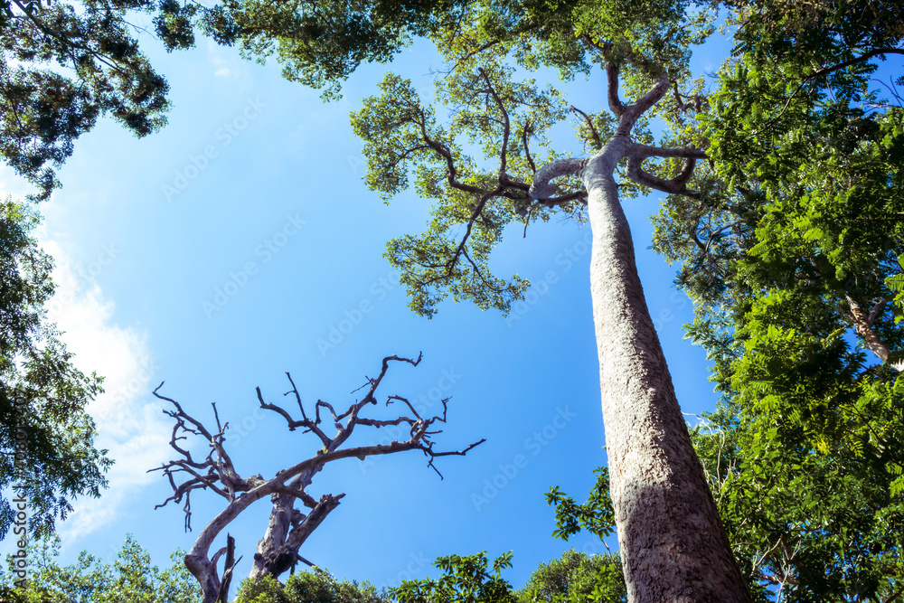 Fototapeta premium Trees taken from bottom to top and blue sky