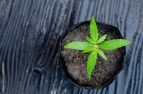 marijuana seedlings growing in seed bags It is a popular herb. marijuana cultivation ideas for medicinal properties