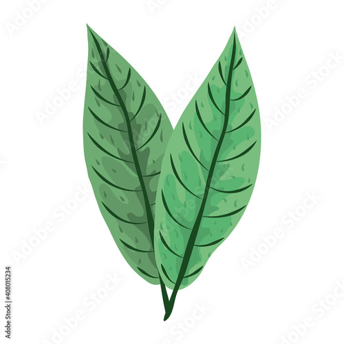 tropical leaf greenery nature foliage icon flat design