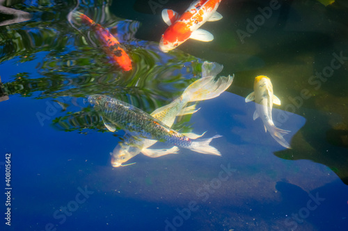 Carp swimming in the water