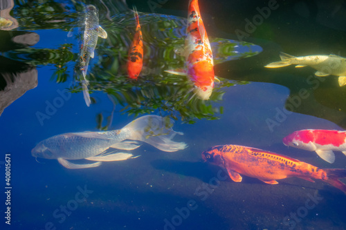 Carp swimming in the water