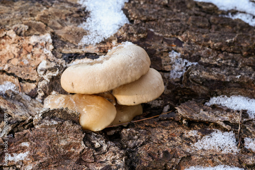 Mushrooms in early winter snow