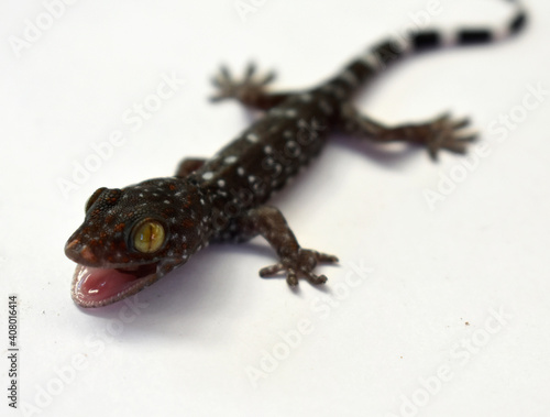 Beautiful colored gecko with yellow eyes crawling on a white background. 