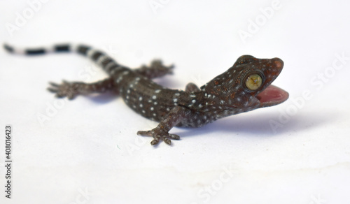 Beautiful colored gecko with yellow eyes crawling on a white background. 