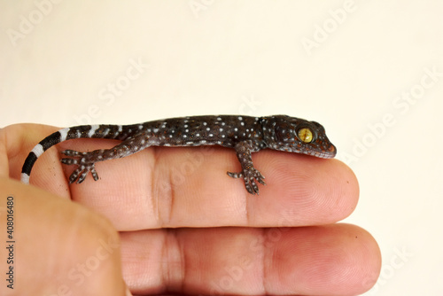 A polka-spotted baby gecko injured by a cat, in the gentle hands of a kind man, on a pale yellow wall background. 